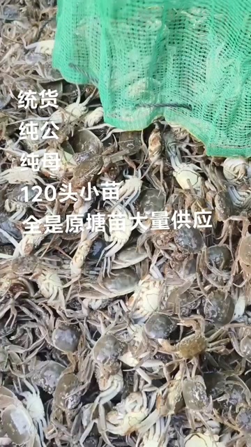 马鞍山螃蟹苗