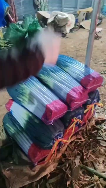 费县山东费县净葱纯白30至40粗度2至3公分