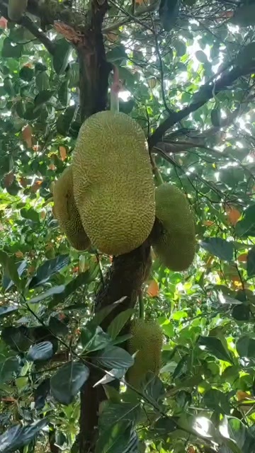 保亭县菠萝蜜