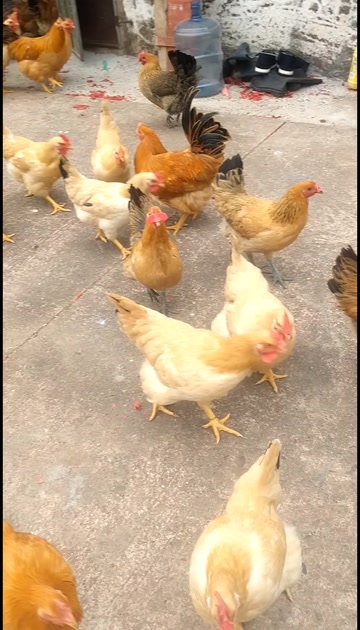 香甜鸡，药膳鸡，高端食材，味道鲜甜美味！