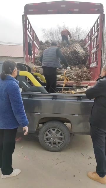 沭阳县高度1米5以上紫荆