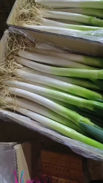 漳浦县铁杆大葱