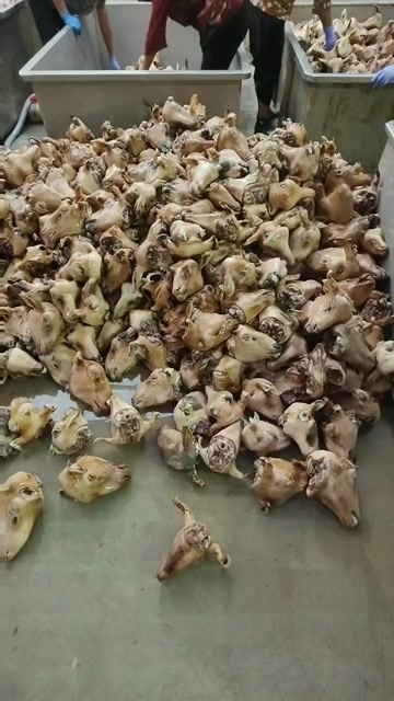 昌乐县火烧羊头各种规格