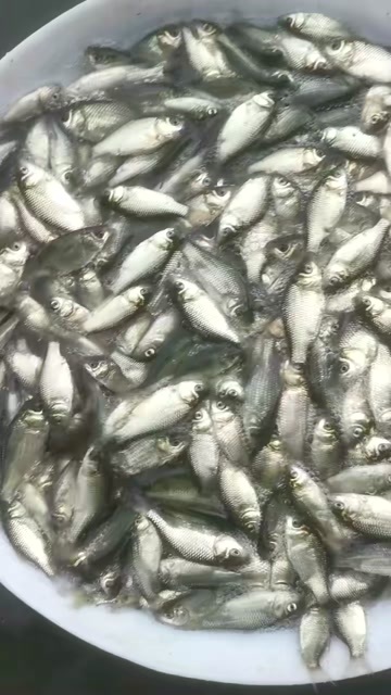 江门鲫鱼苗
