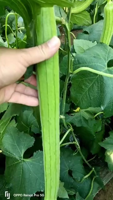 优质的丝瓜秧苗长香丝瓜苗，，早春四季丝瓜秧苗