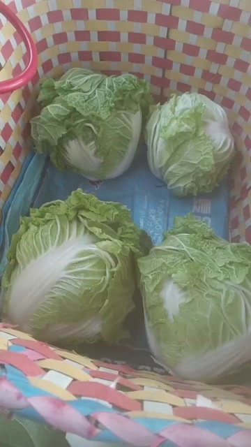 广西柳州新鲜矮白菜  绿色健康蔬菜 白菜批发零售