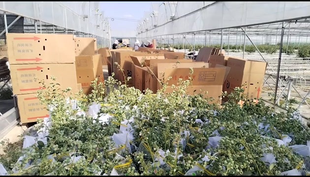 澄江市云南澄江蓝莓苗蓝莓树带花带果盆栽可落地配/整车批发/一件代发