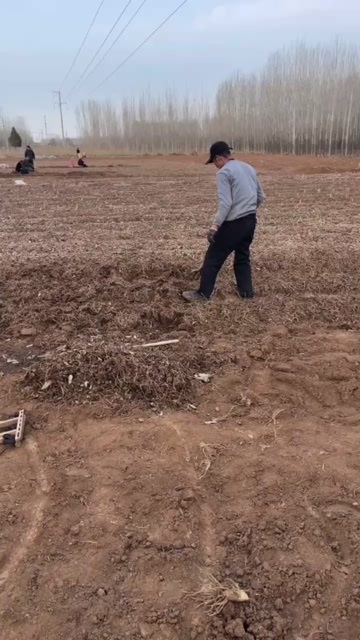 平邑县丹参