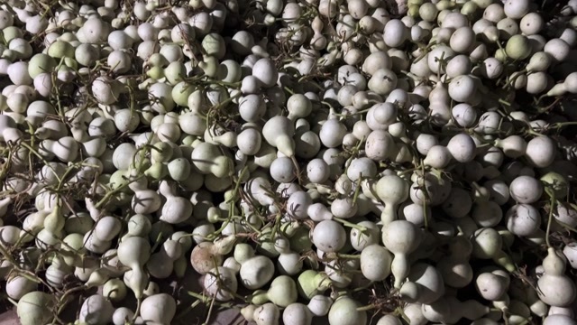 欢迎江浙沪等收葫芦的可以联系有仓库，有资源，葫芦种植基地