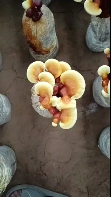 活体灵芝花