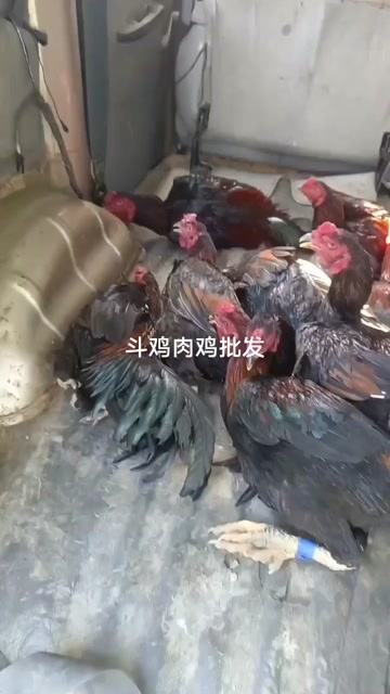 合浦县长期出售吃肉斗鸡  商品斗鸡  量大也接