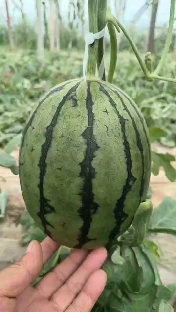 2K小西瓜苗,寿光2K小西瓜苗,手剥小西瓜苗,皮薄糖度高