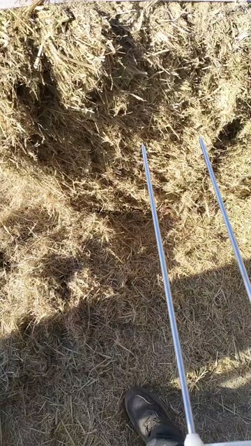 农安县稻草柔丝大白包