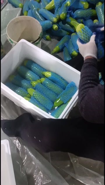淄博绿色西葫芦