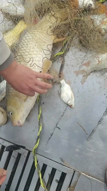 合浦县鲤鱼