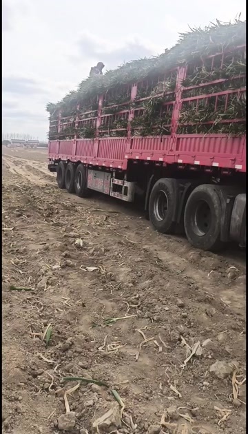启东市铁杆大葱