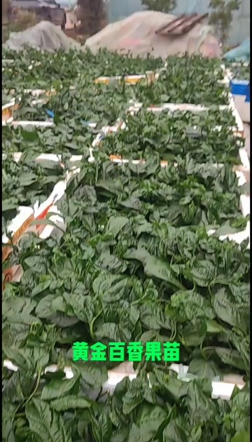 灵山县黄金百香果苗，优质种苗，