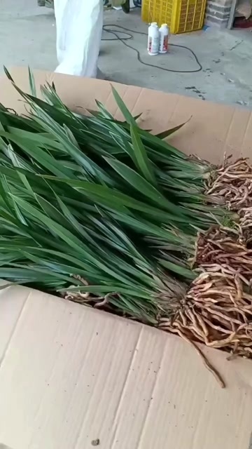 广州墨兰裸根苗便宜出售，现货实拍，一箱1000棵