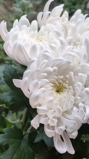 东海县连云港东海县供应新鲜优质白菊黄菊花卉批发零售