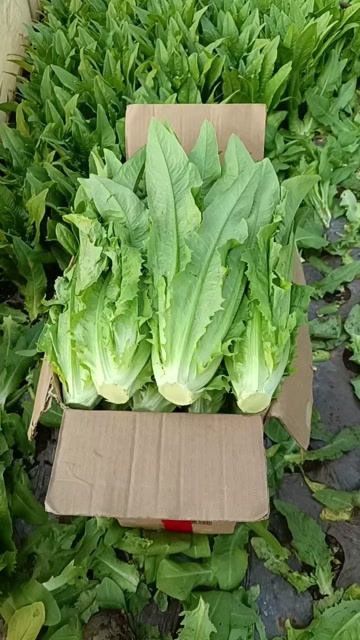嵩明县云南精品油麦   产地直发  包质包量