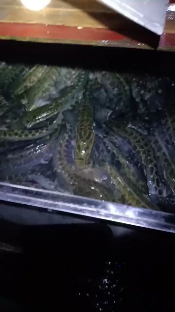 乌鳢 长期现货供应各种规格黑鱼