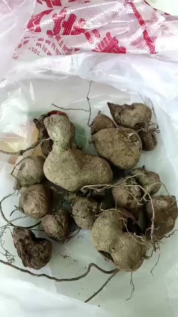三叶青