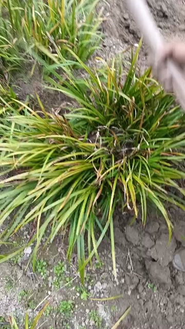 岳西县石菖蒲苗