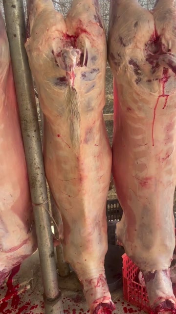 泰安大锅全羊羊汤专用羊腔子