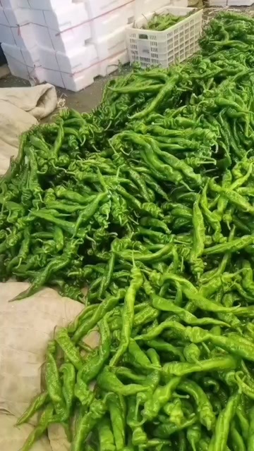 寿光市各种辣椒，尖椒，圆椒大量上市，价格便宜，现摘现发