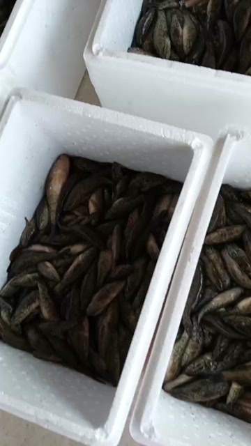老头鱼 安康鱼 呆子鱼
