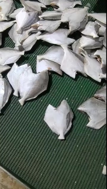 三去银鲳鱼白鲳鱼昌鱼