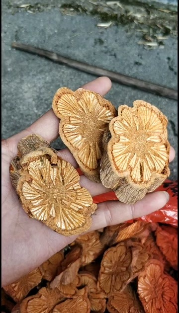 资源县血塞通干货广西货