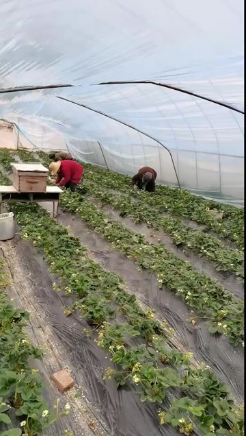 红颜草莓新鲜采摘 巫溪产地直销 现摘现发 品质保证