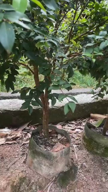 灵山县沙巴嘉宝果头径2公分