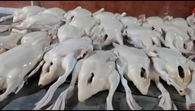 南宁白条鸭，整鸭3—8斤，杀好静膛，另有鸭副产品销售。