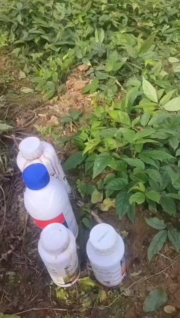 普定县三叶青
