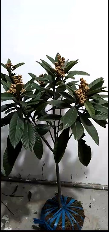 台州白沙枇杷苗
