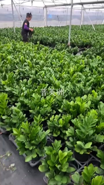 广州自家金钱树种植基地