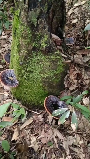 资源县灵芝，预定