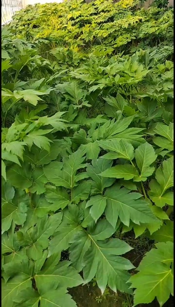日照明日叶批发