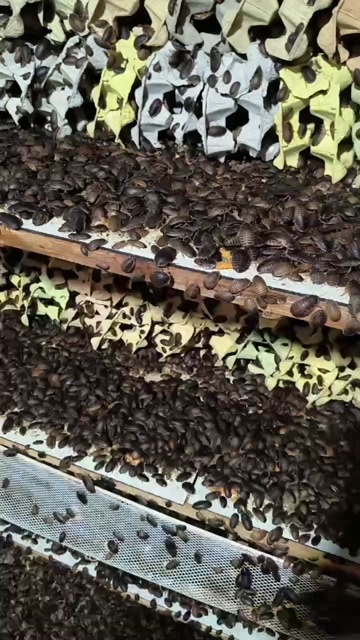 漳州杜比亚蟑螂