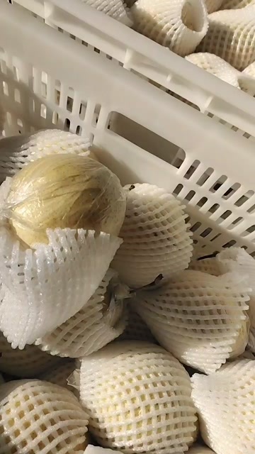 阳信鸭梨