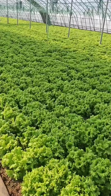 生菜