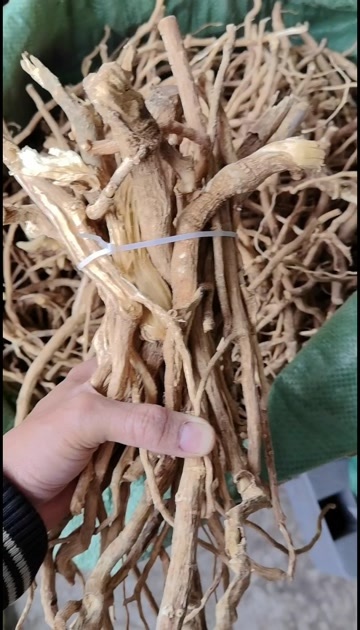 玉林黄花倒水莲中药材倒吊黄根 中草药批发源头供货