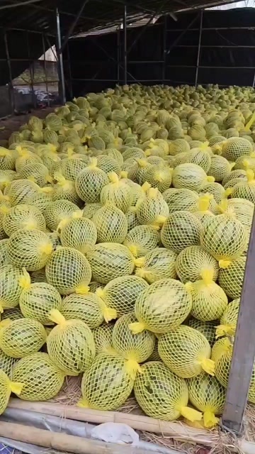 昌江县海南麒麟瓜