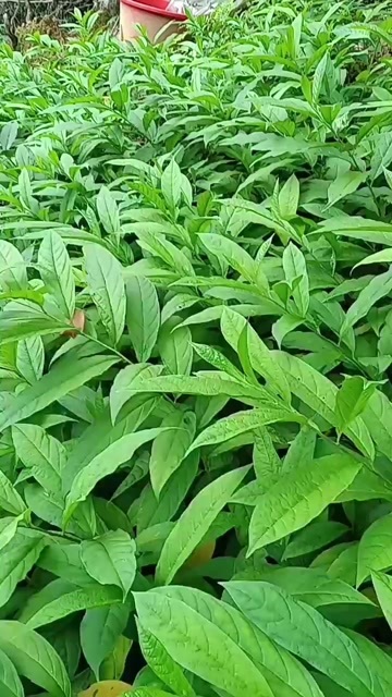 恭城县黄花倒水莲种苗 黄花参 倒吊黄 观音串种苗大量供应