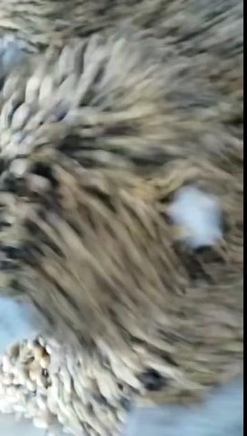 兰西县碎豆掰