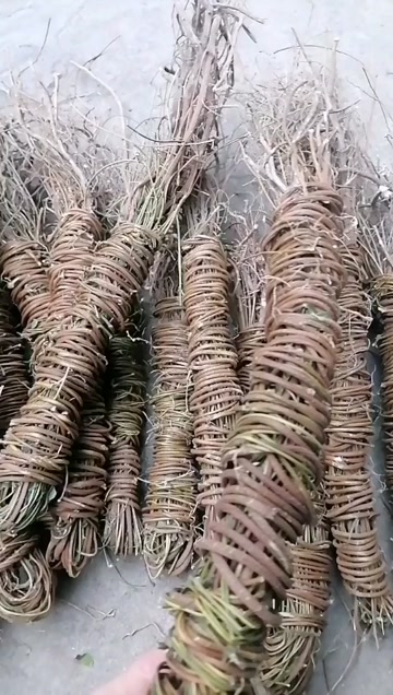 鸡骨草  长扎带根无硫鸡骨草