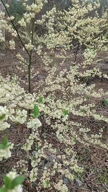 贺州改良山苍子山胡椒木姜子苗