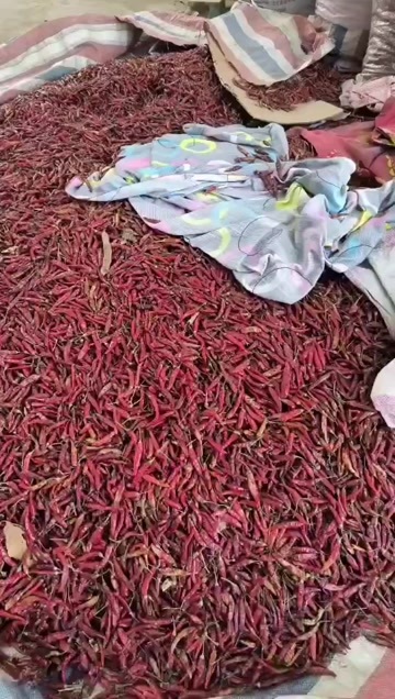 南阳贵州椒，特别辣。